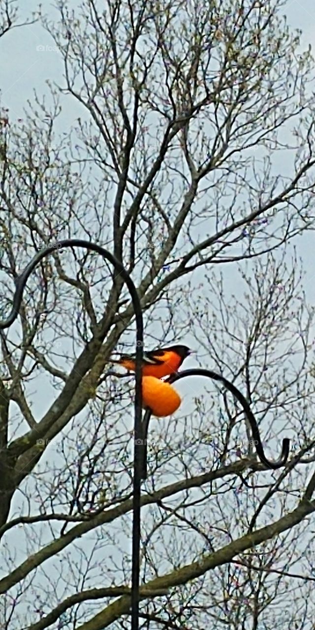 Oriole feasts on an orange