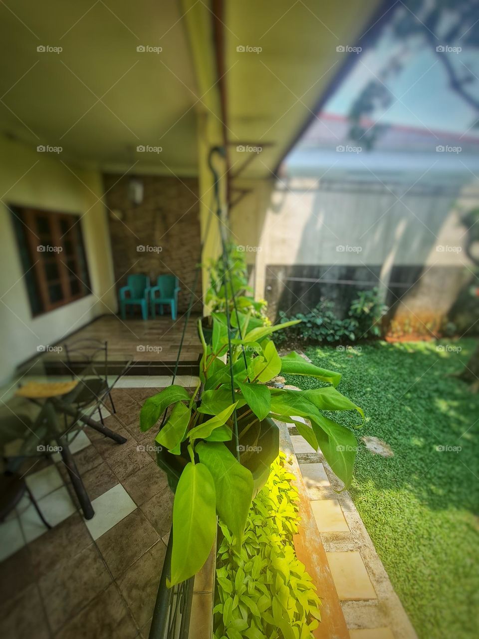 Green in Backyard - Small Trees Line Up