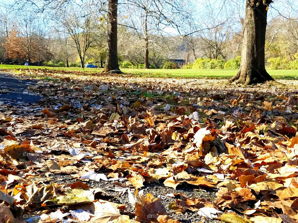 Leaves in the park