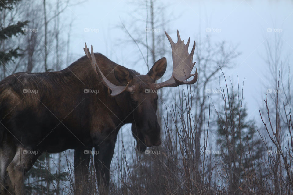 Typical Alaskan Bull Moose