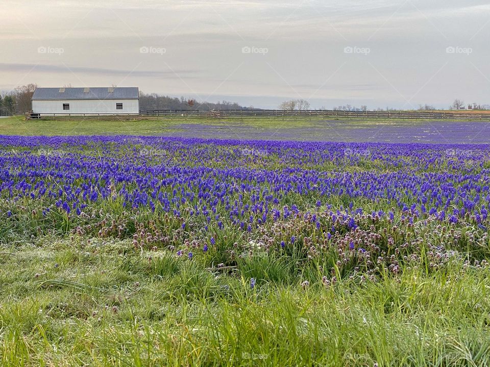 A field of grape hyacinth flowers