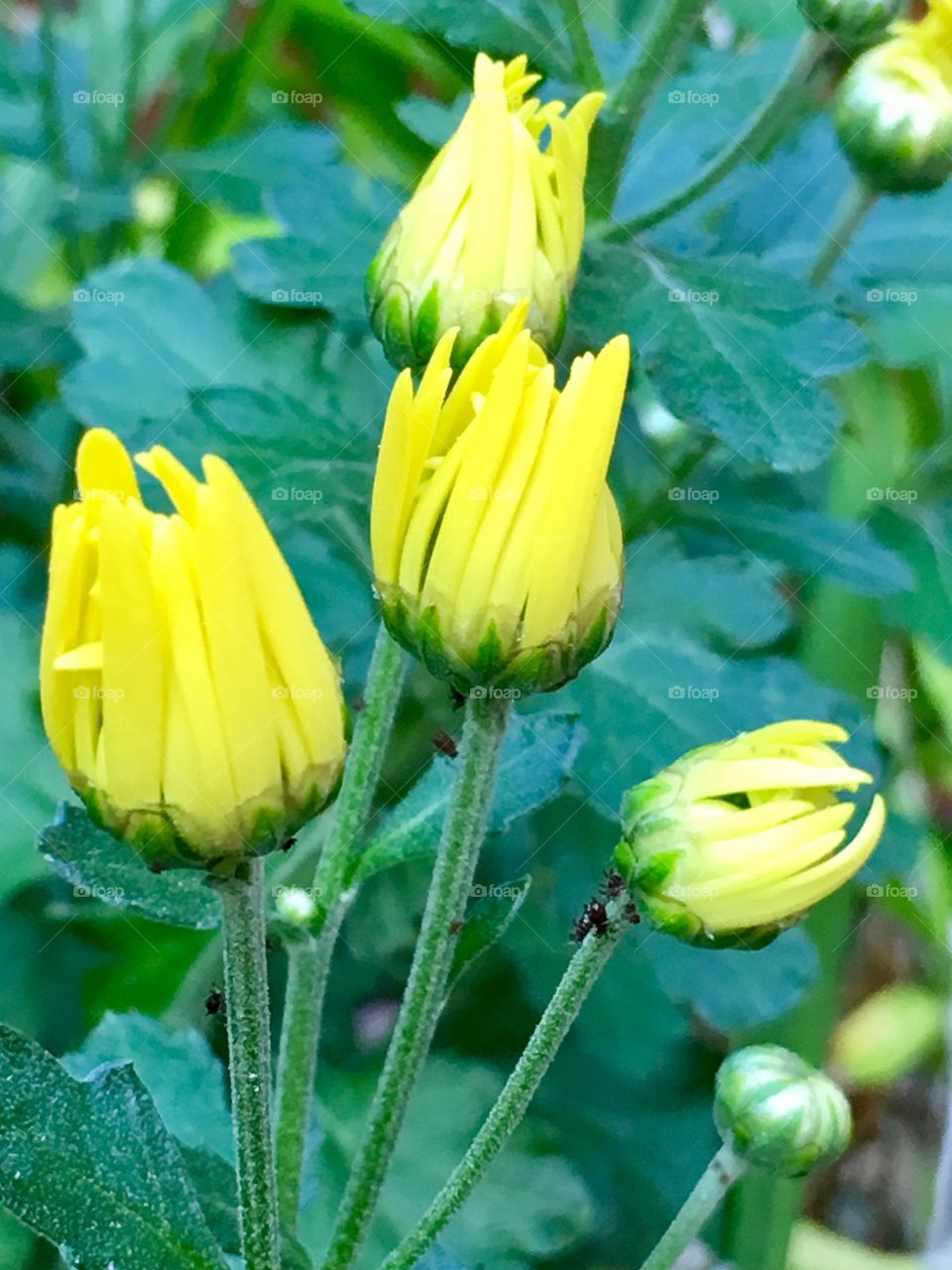 Yellow Bloomers