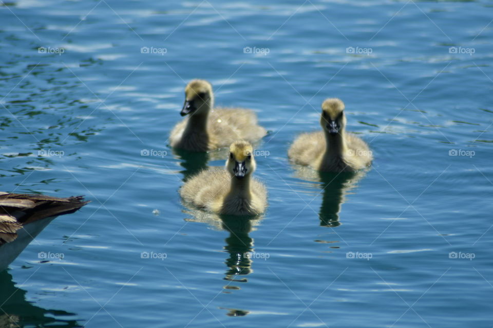 Ducklings 