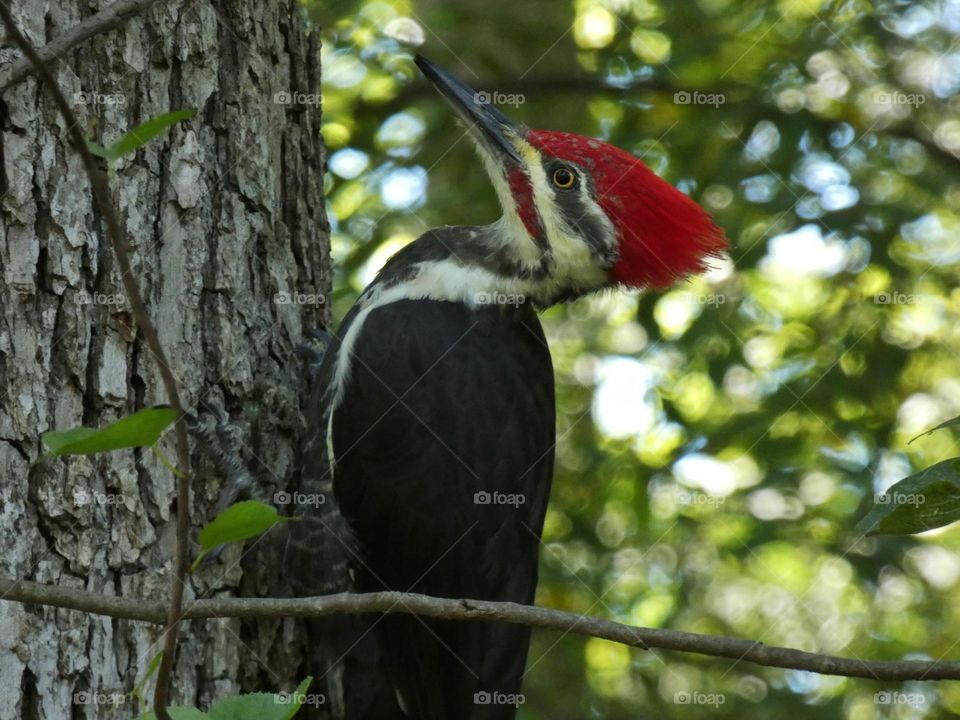 pileated woodpecker