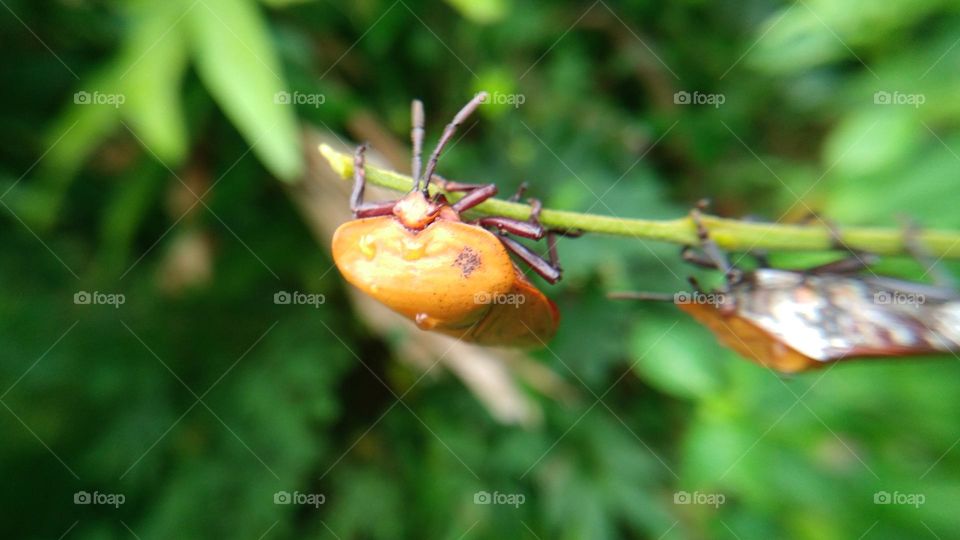 If this insect is disturbed it will emit a smellIf this insect is disturbed, it will emit a smell