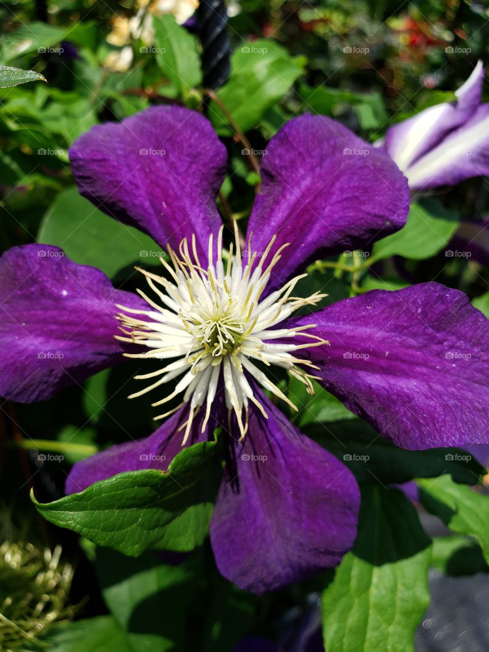 Beautiful purple flowers
