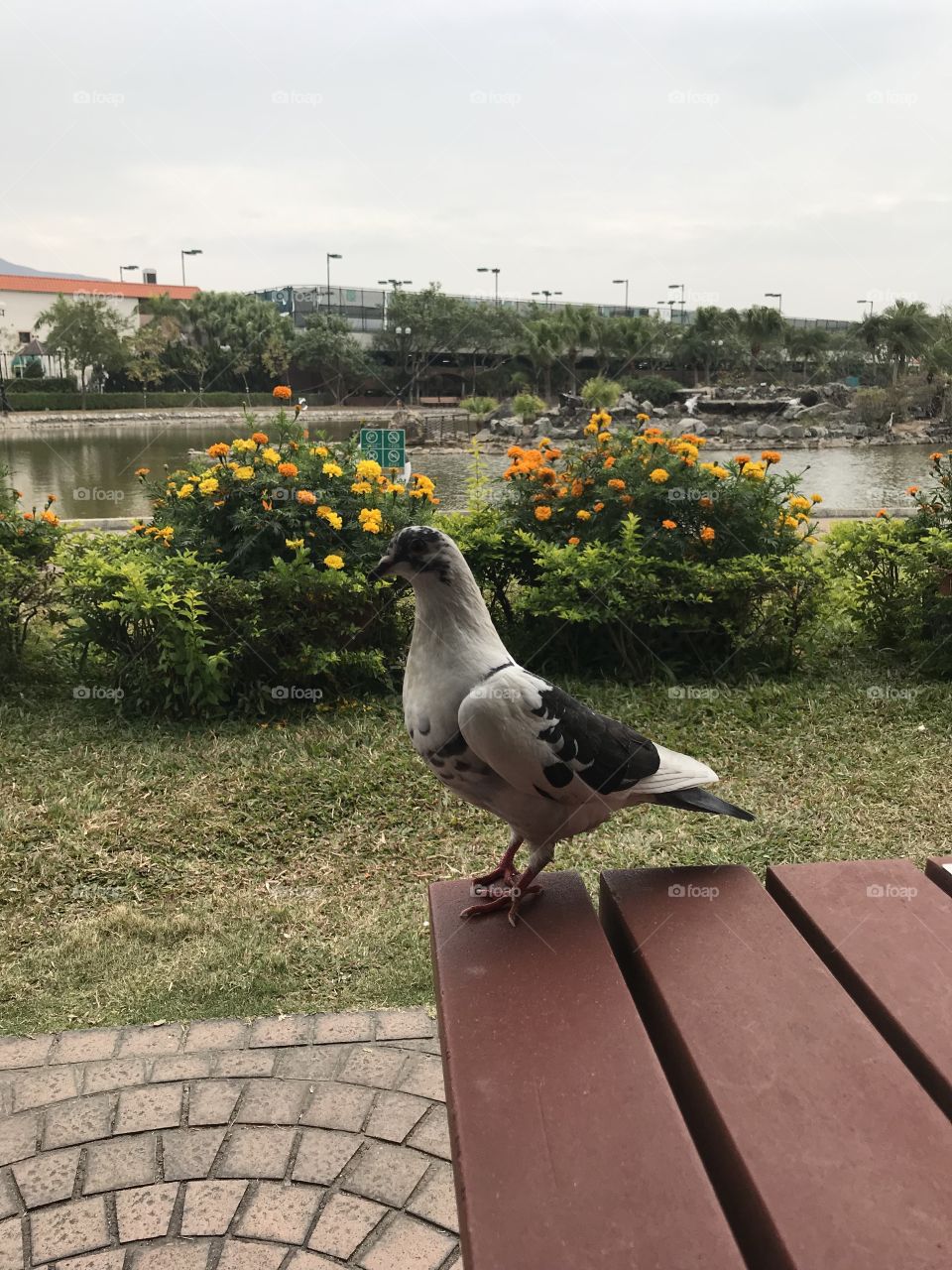 Bird Parkview HK