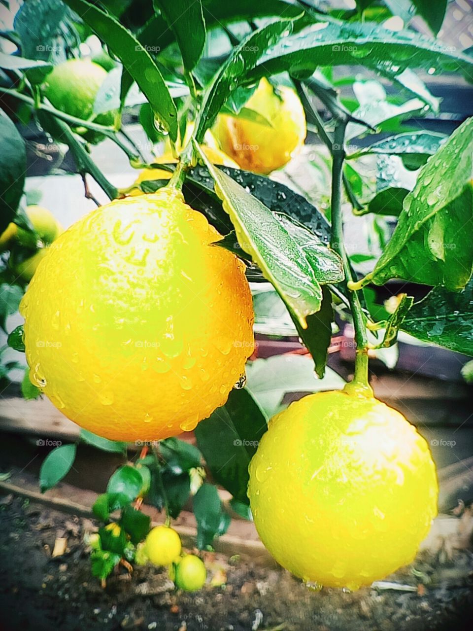 Bright Yellow Lemons, ready to be picked after the Storm. ♡