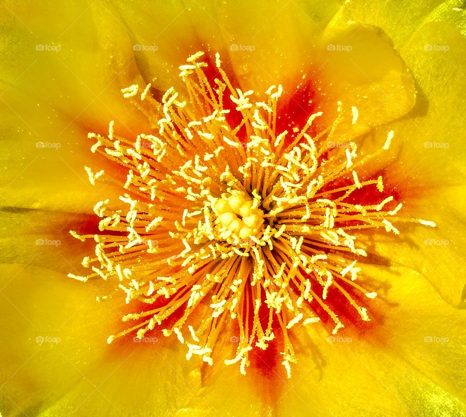 Cactus Blossom Flower