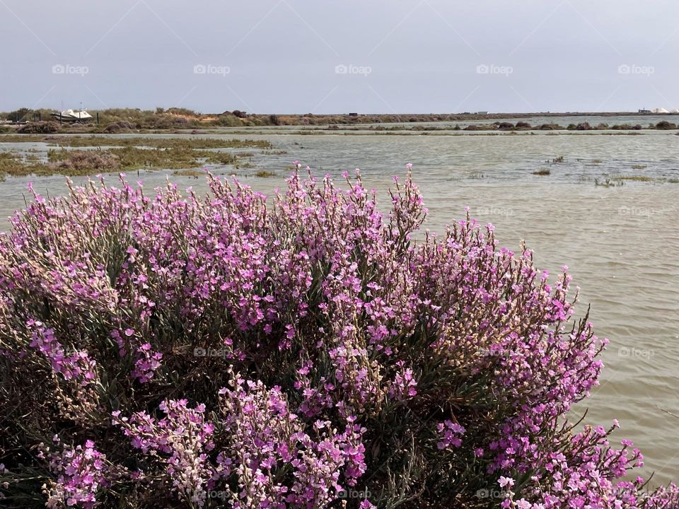 Flowers in salted marshes 