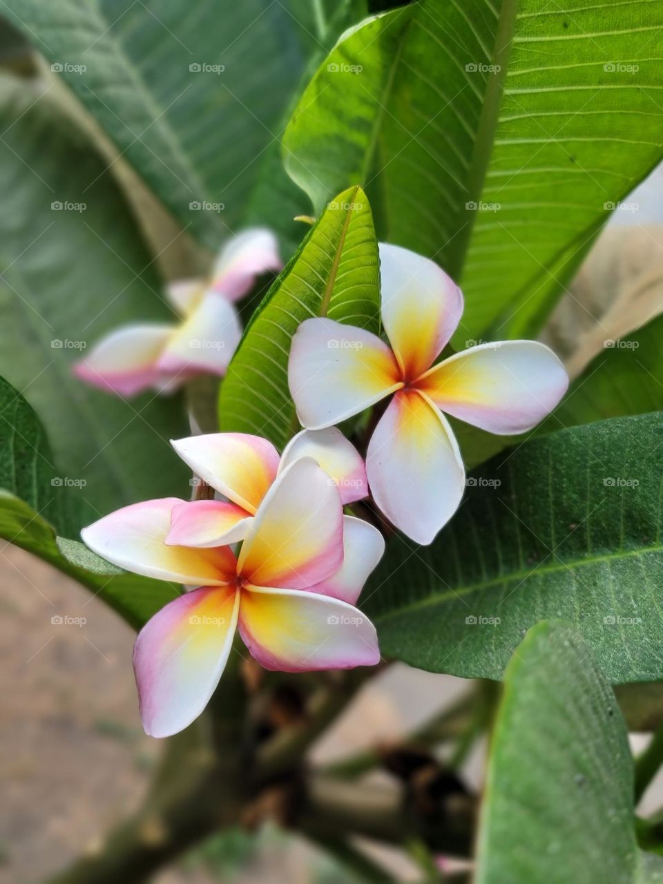 Frangipani blooms