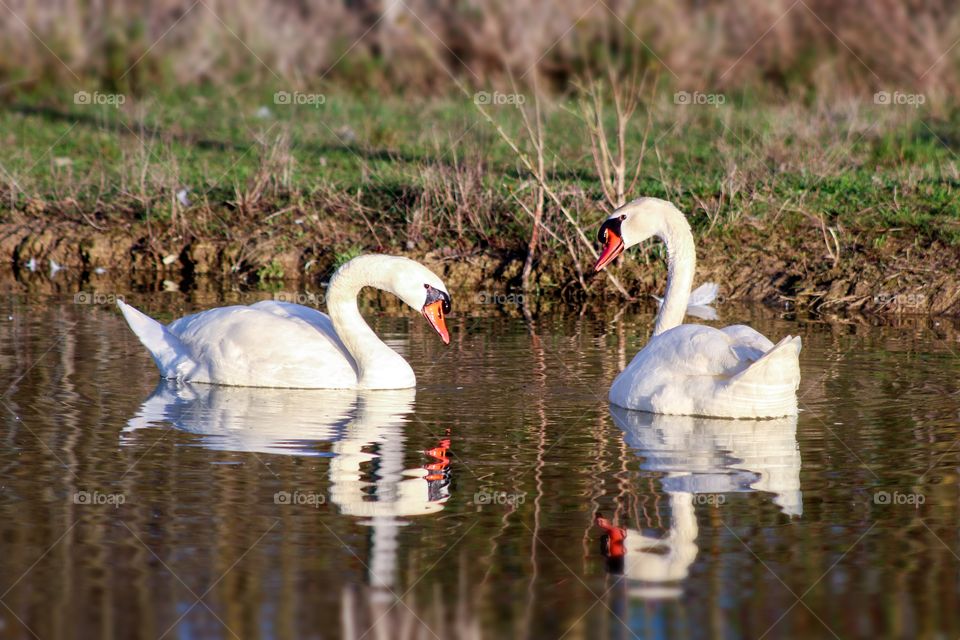 Pair of swans