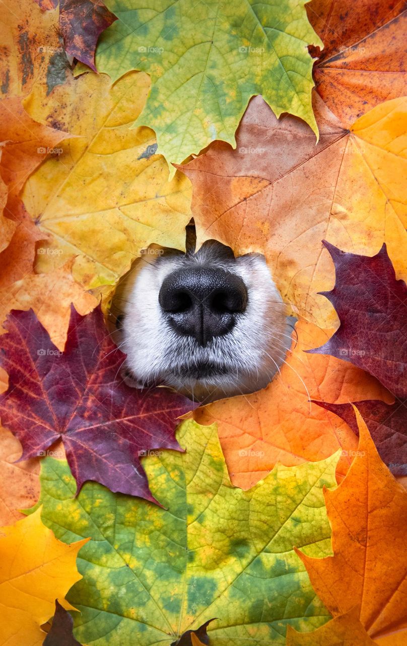 Dog’s nose among leaves