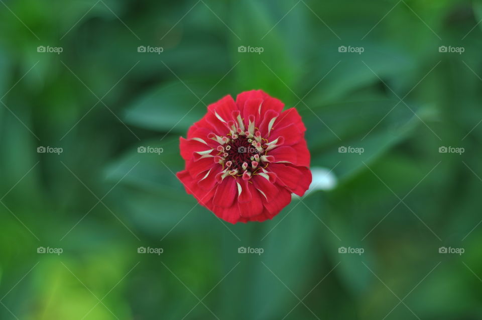 red flower