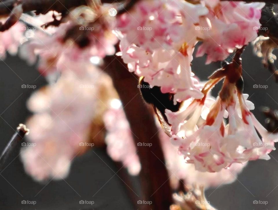 Bee in pink blossom Close-up