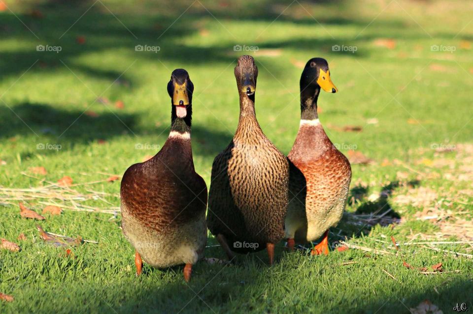 Duck Trio