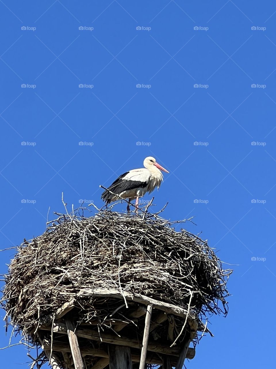 stork