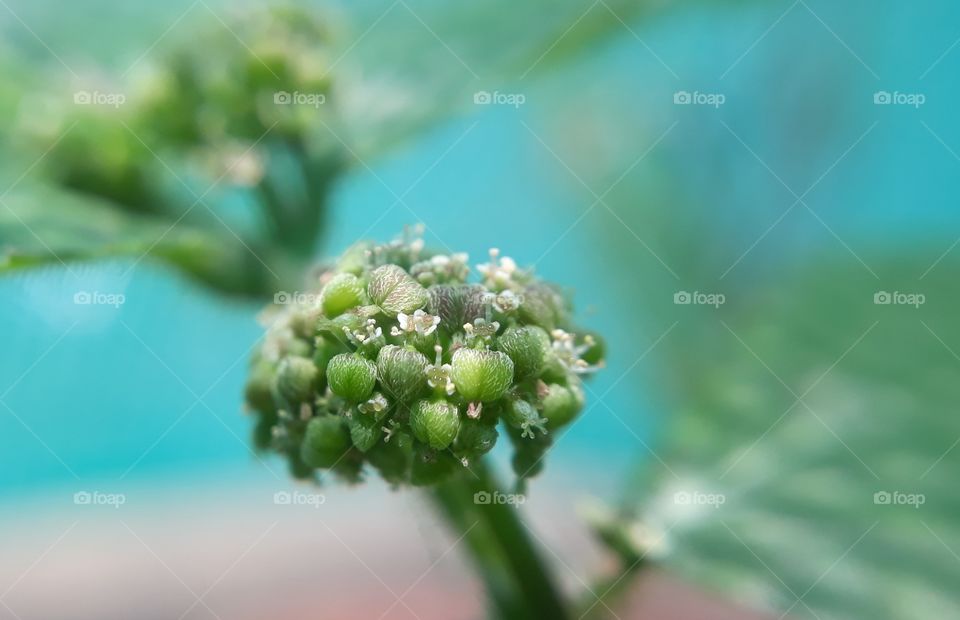 grass flower