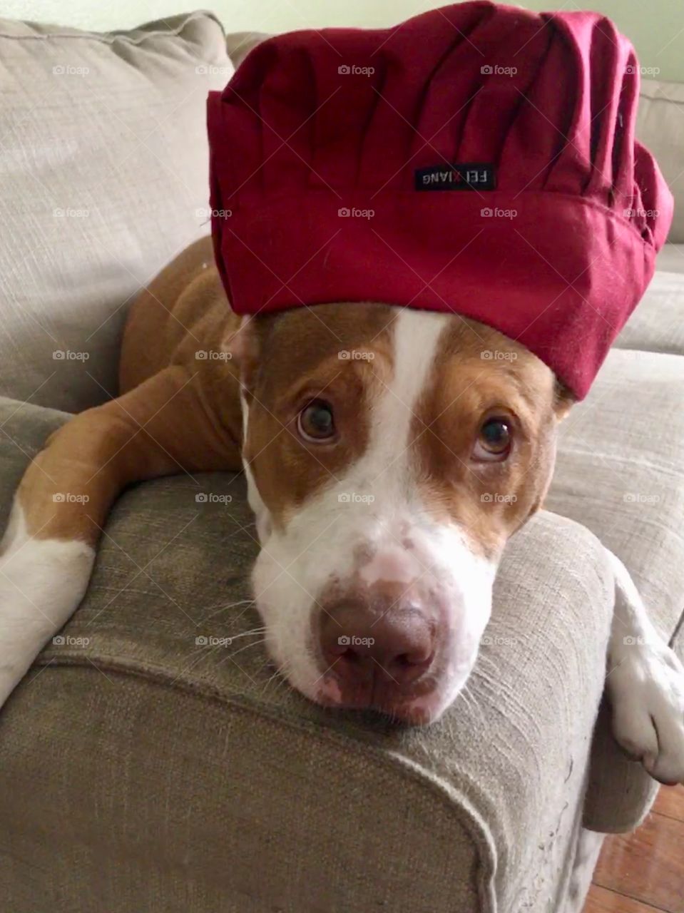 Beautiful rescue pitbull with a red chef hat 