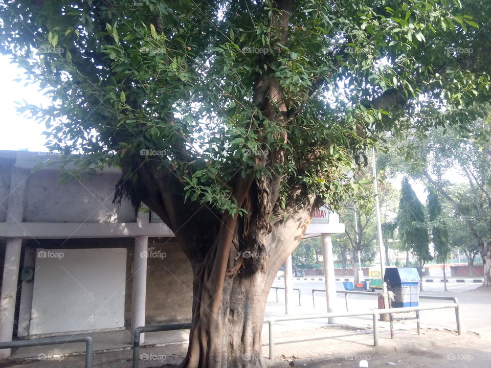 market tree
