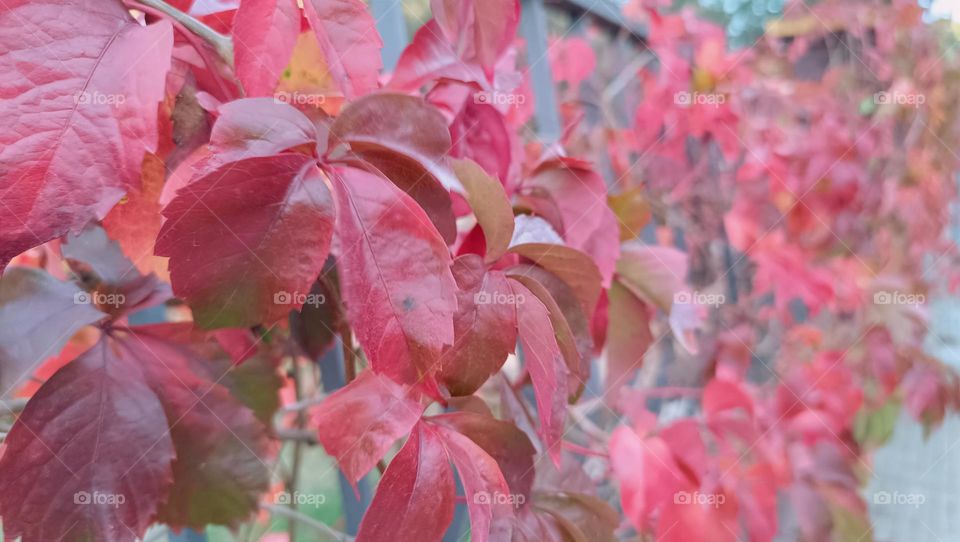 Red autumn