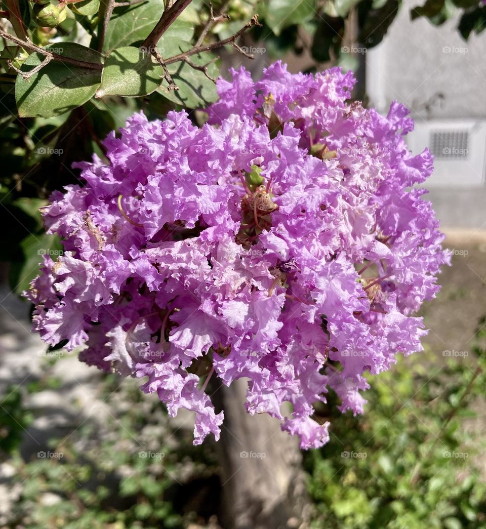 🌹 🇺🇸 Very beautiful flowers to brighten our day.  Live nature and its beauty. Did you like the delicate petals? / 🇧🇷 Flores muito bonitas para alegrar nosso dia. Viva a natureza e sua beleza. Gostaram das pétalas delicadas? 
