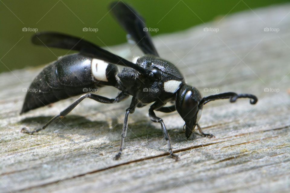 Black and white summer wasp