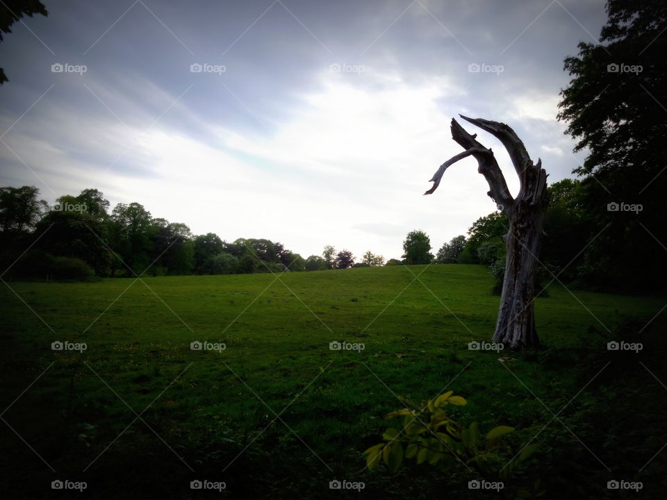 landscape. lonely dead tree