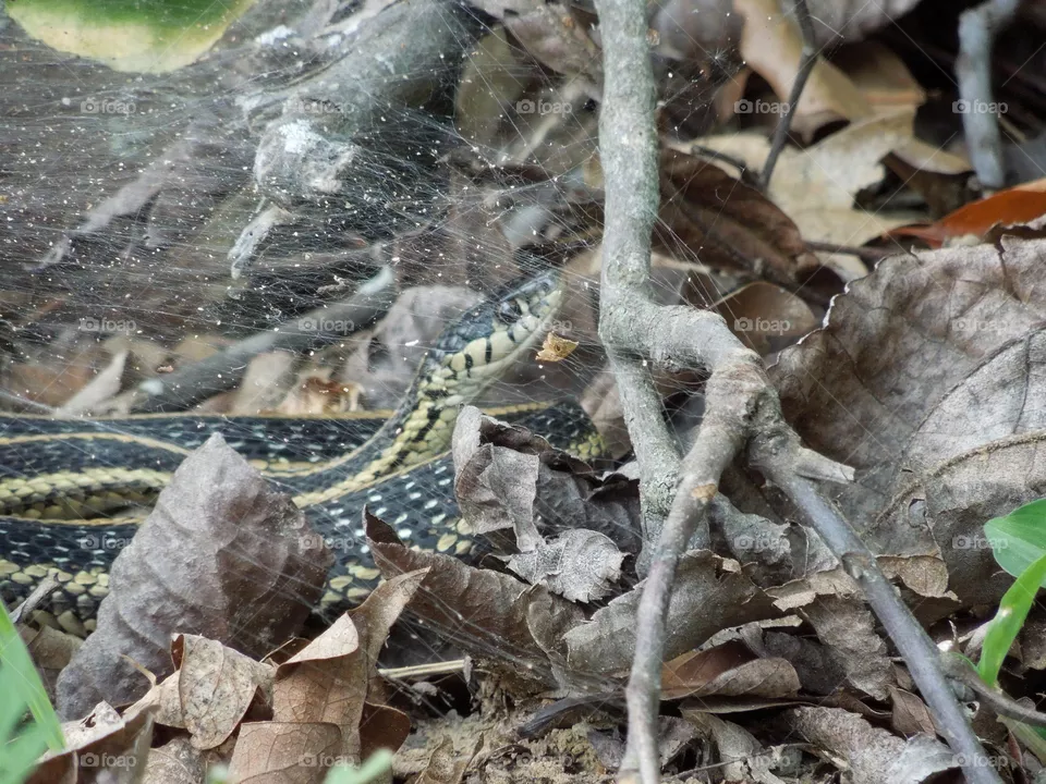snake