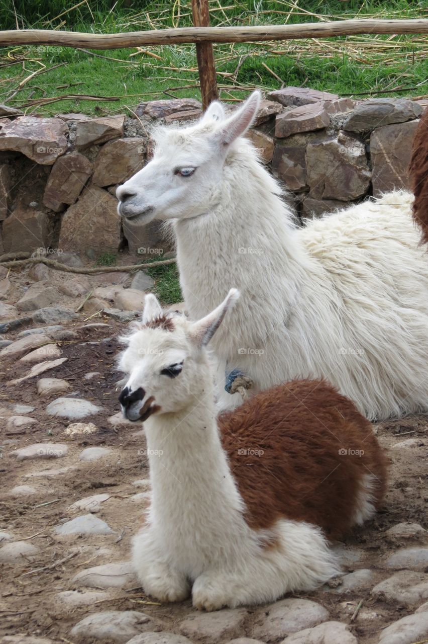 A cute friendly Alpace resting in Bolivia