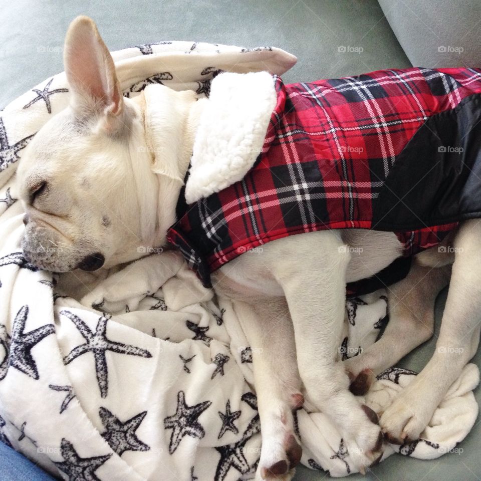 Dog in Flannel