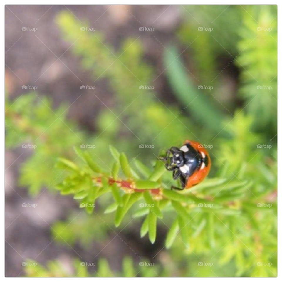 bug ladybird lady by sunnydee