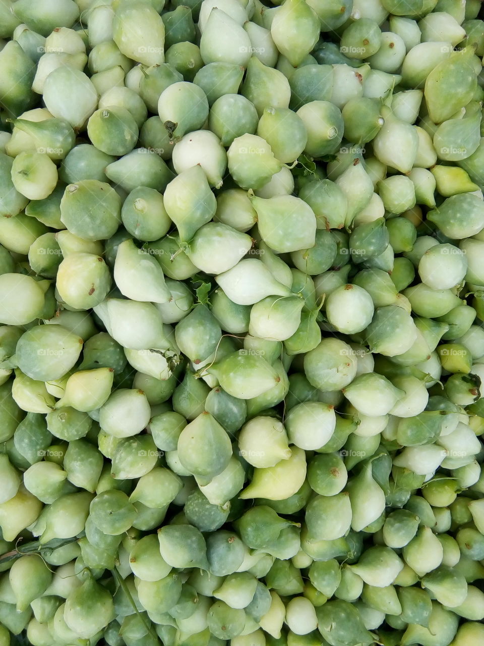 Natural bitter guard in Bathinda city in India. eat it and say bye bye to diabetes.