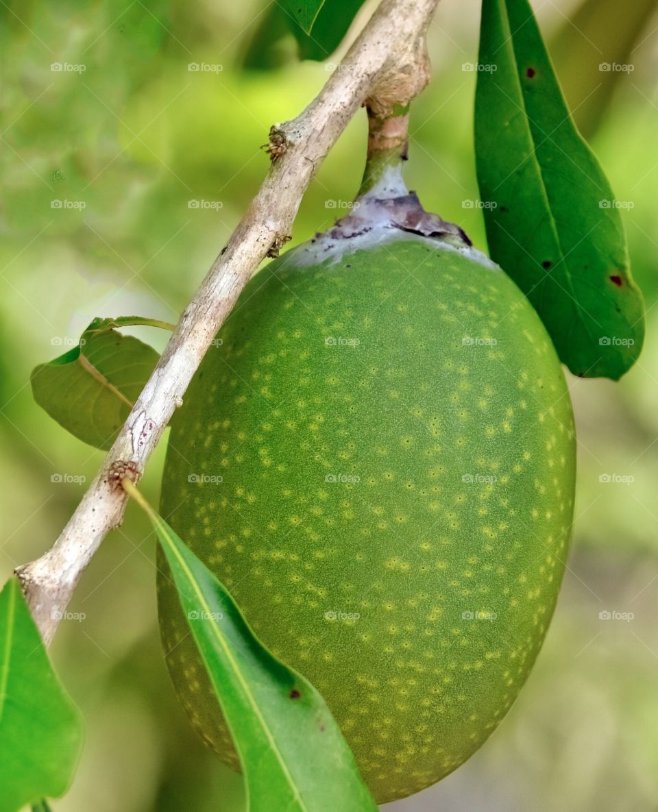 Fruit