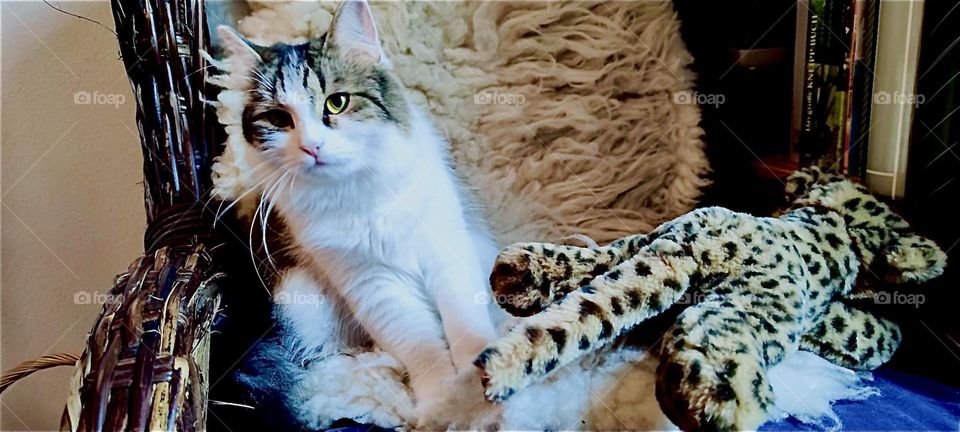 A cat is lounging in his favorite chair with a stuffed leopard next to him. This cuddly scene was encountered in „Bavaria“, Germany in late August of 2023. Hypnotic Productions