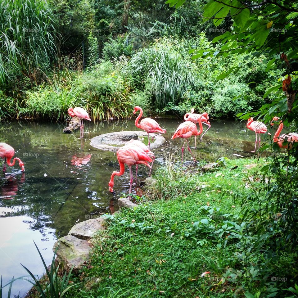 pink flamingos at zoo