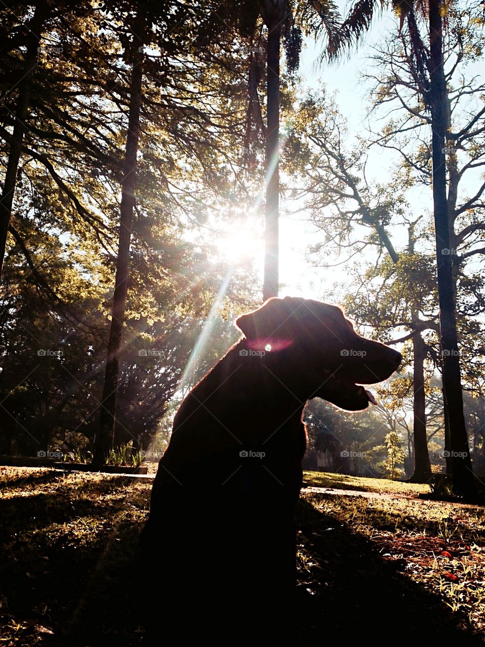 Sunlight on dog