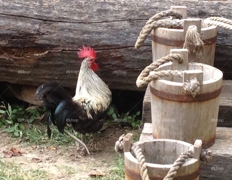 Rooster at Colonial Williamsburg