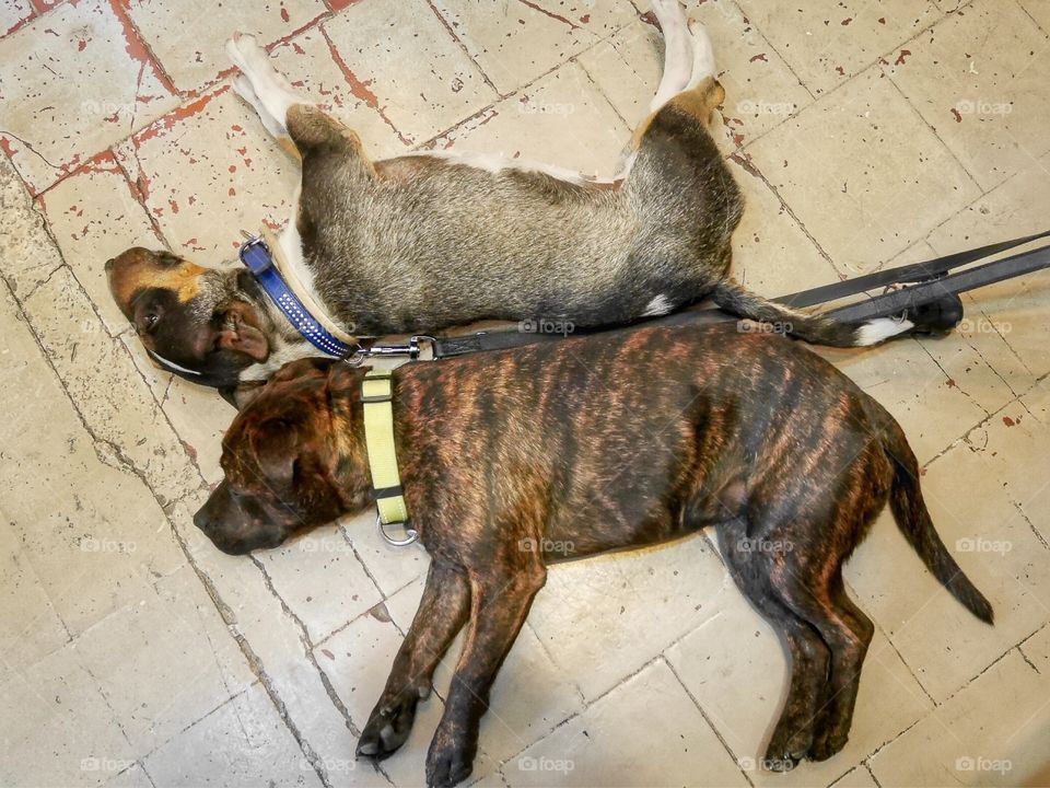 bullterrier And staffy