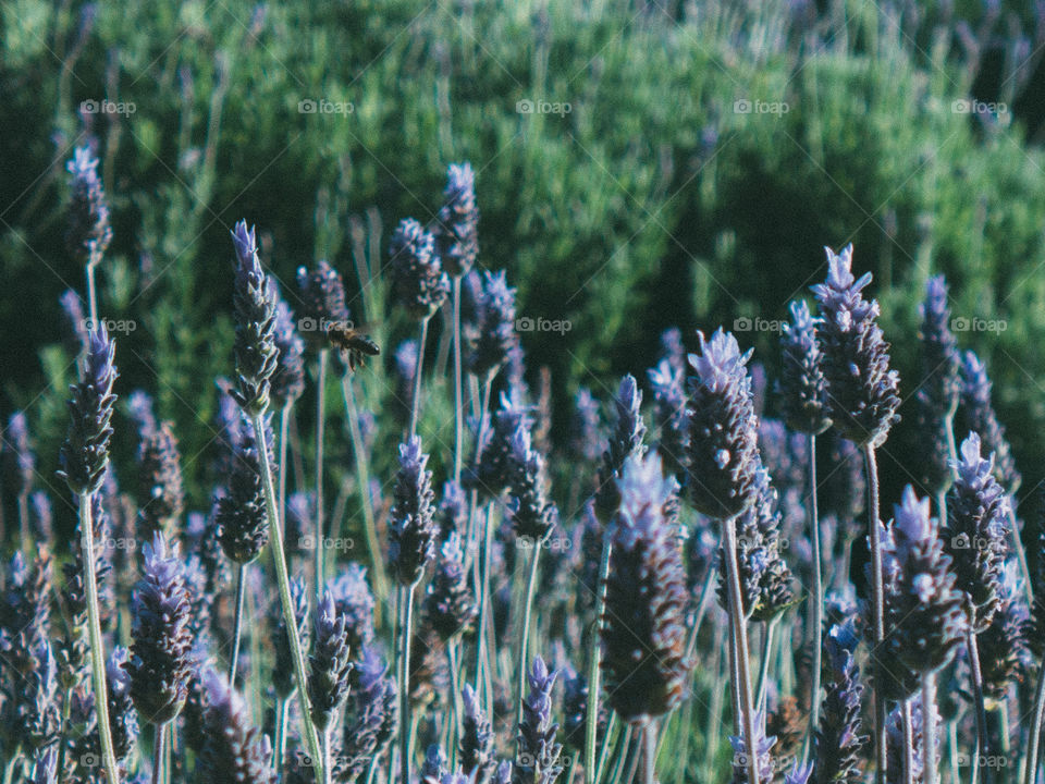 Lavender & the bee 