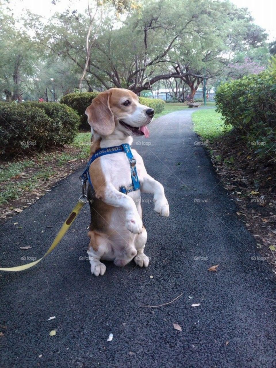 Standing Beagle in the garden.