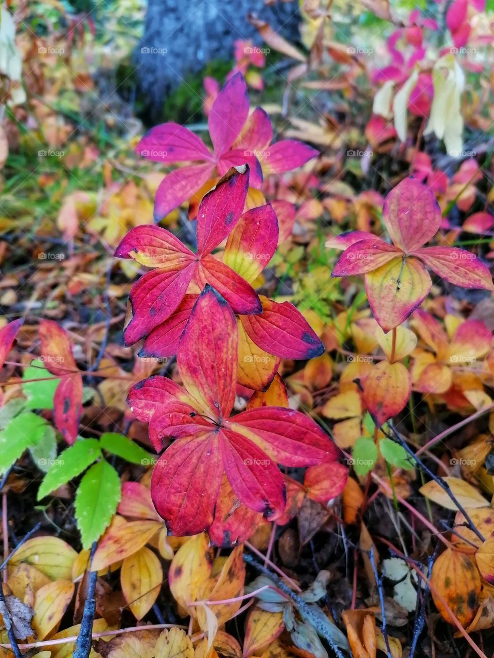 On a day trip in the Finnish forest in September. 🇫🇮🍁🍂