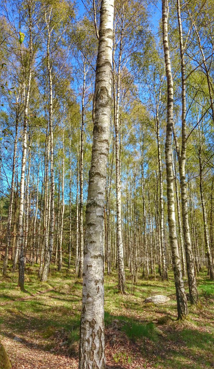 Birch trees woods