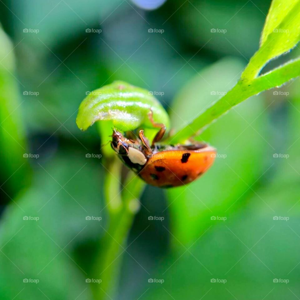 Ladybird on twig