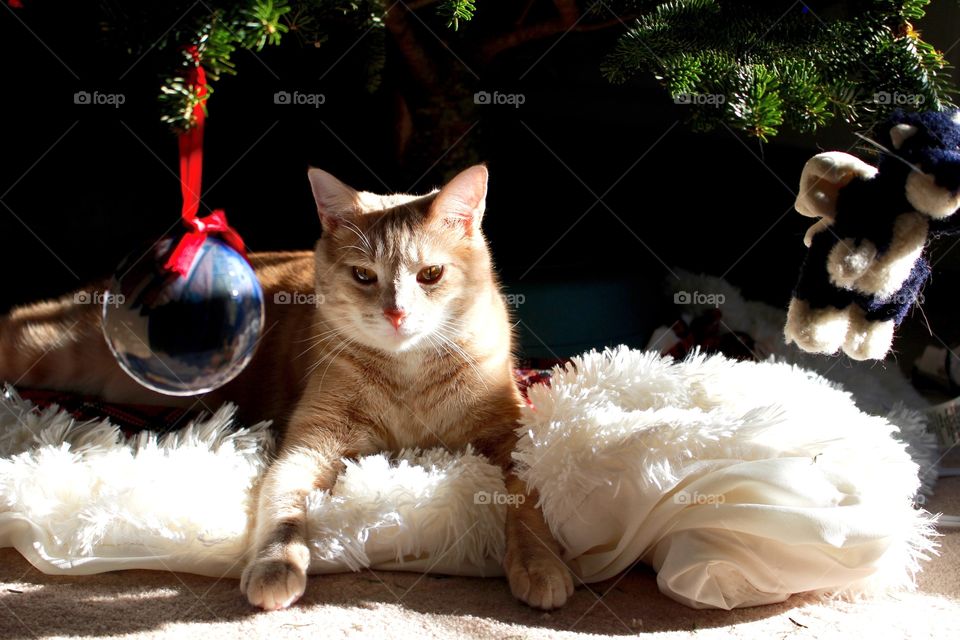 A small orange cat sits on a white fluffy Christmas tree skirt as Christmas ornaments dangle in the foreground