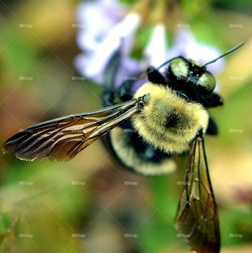 bumblebee wings