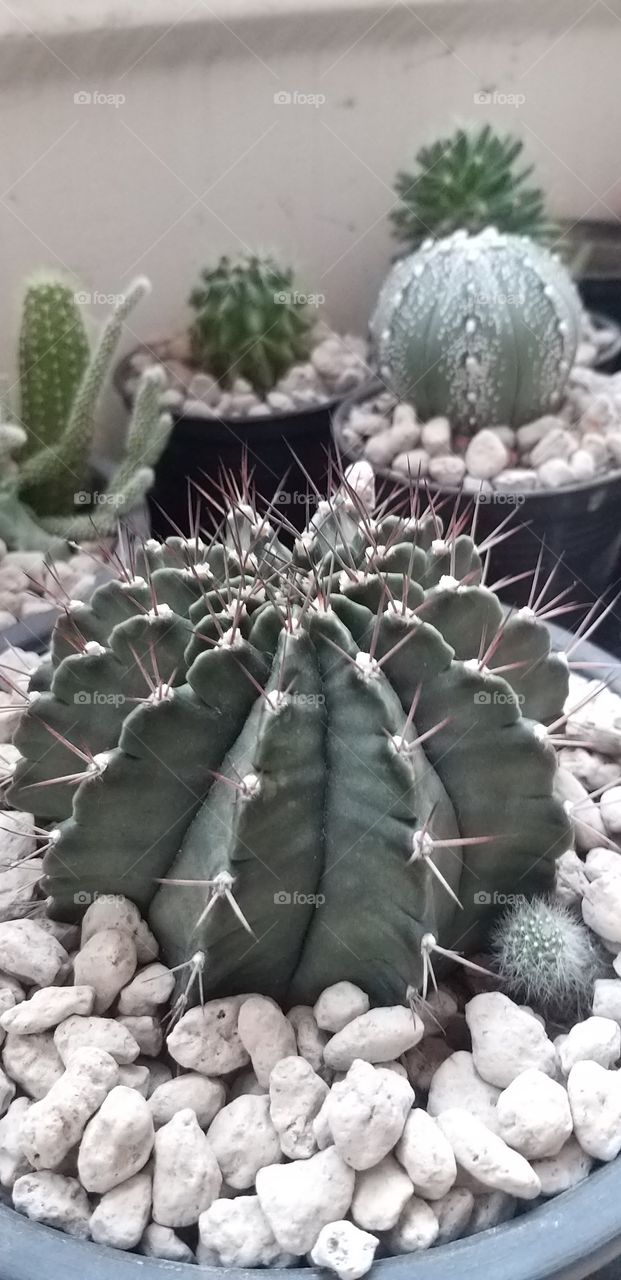 cactus a beautiful
