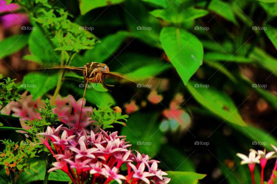 Hummingbird moth on flower