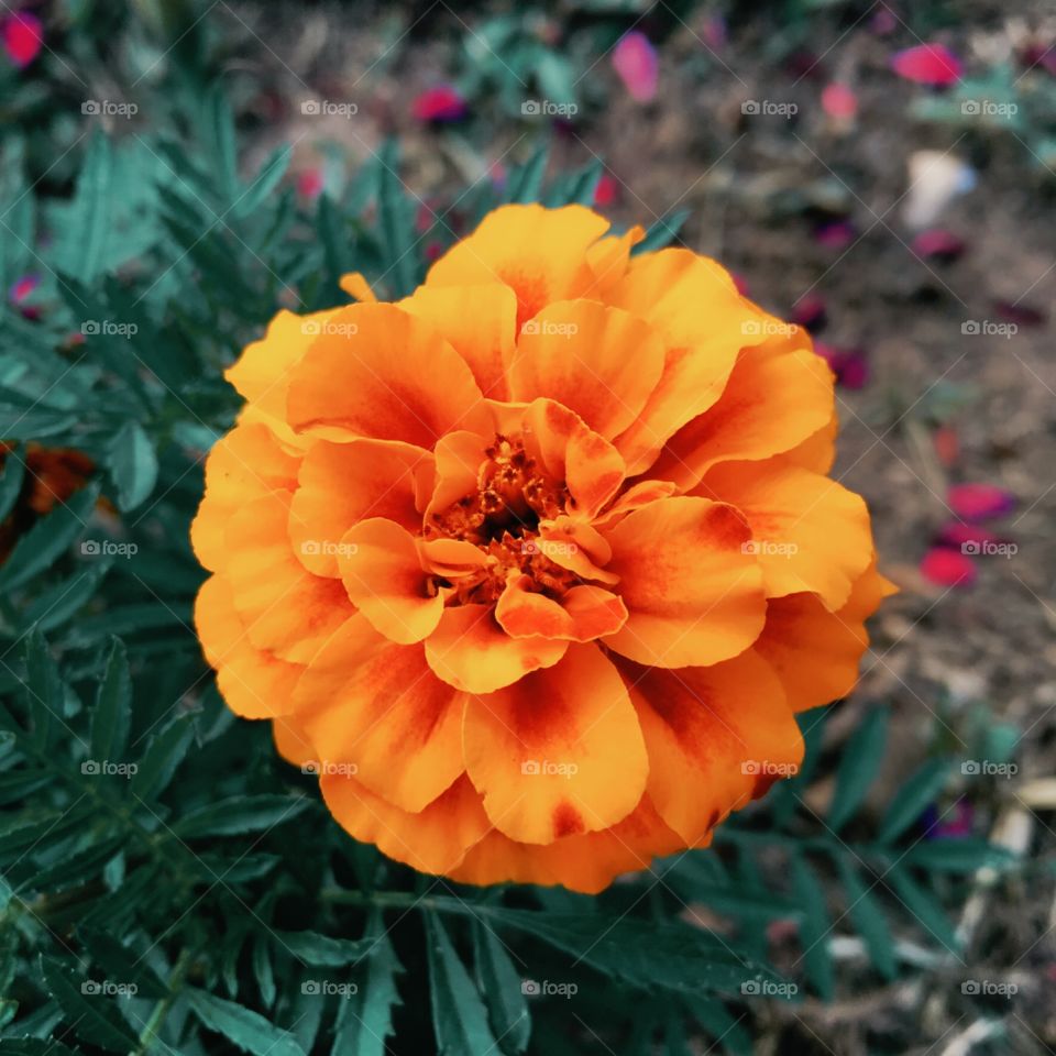 🌼#Flores do nosso #jardim, para alegrar e embelezar nosso dia!
#Jardinagem é nosso #hobby.
🌹
#flor #flowers #flower #pétalas #garden #natureza #nature #flora