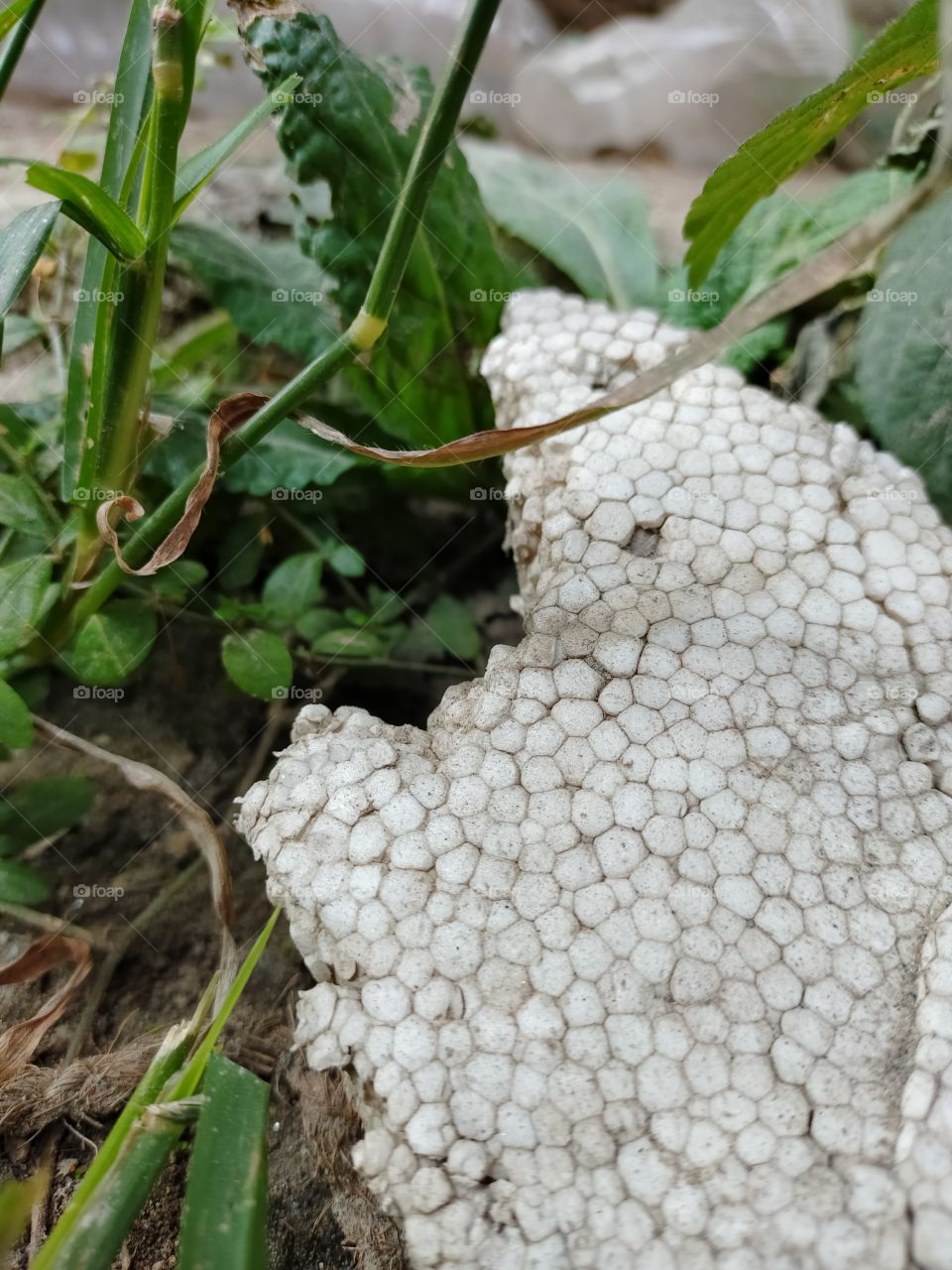 wild plants in environment.